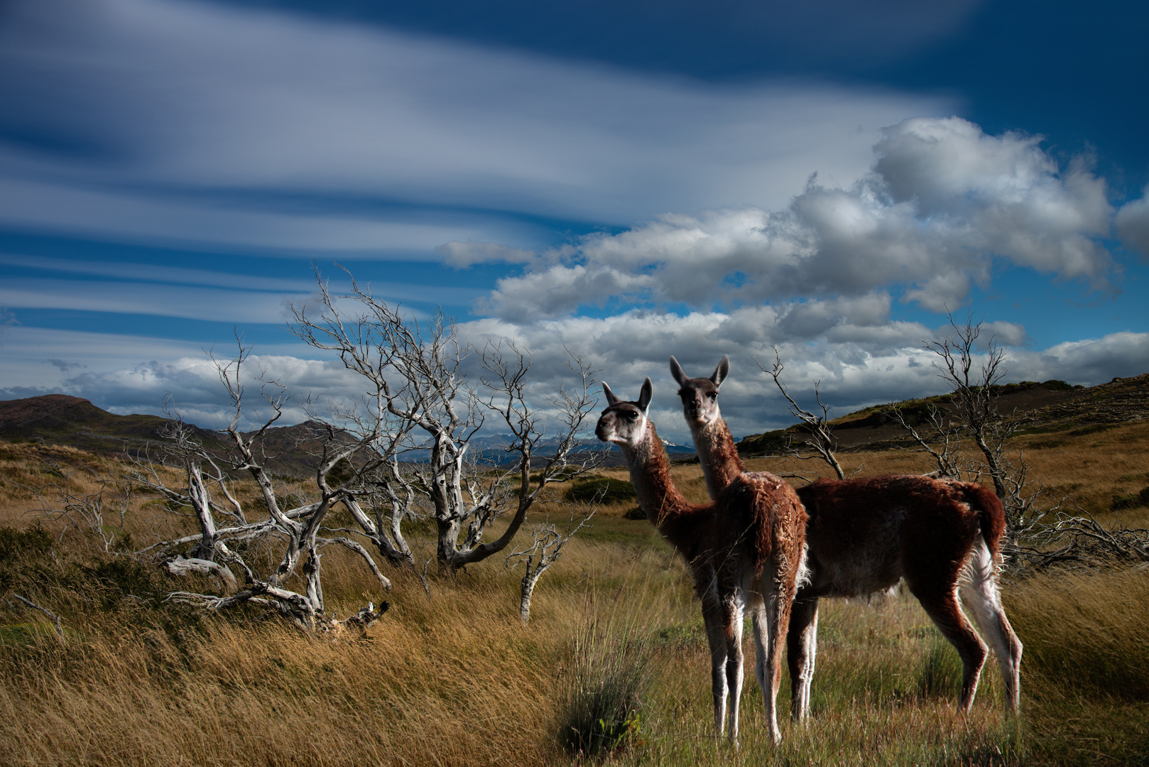 torres del paine Guanakos