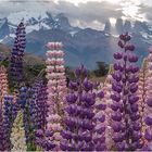 Torres del Paine in Patagonien