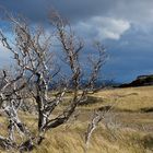 Torres del Paine Nationalpark, windig