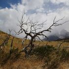 Torres del Paine - Teil 4