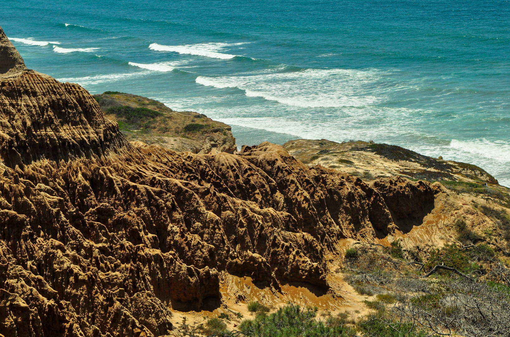 Torrey Pine