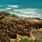 Torrey Pine