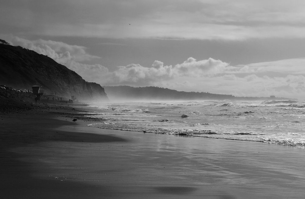 torrey pines