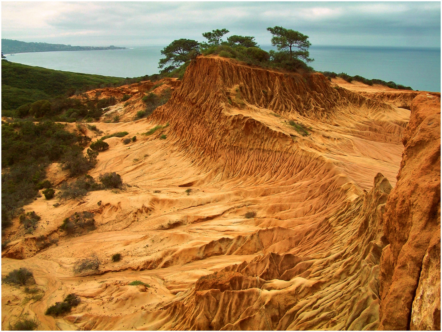 Torrey Pines