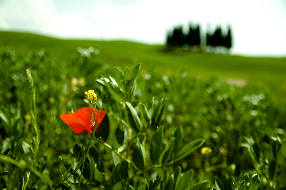 Torrinieri - revisited