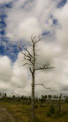 Torsburgens naturreservat auf Gotland