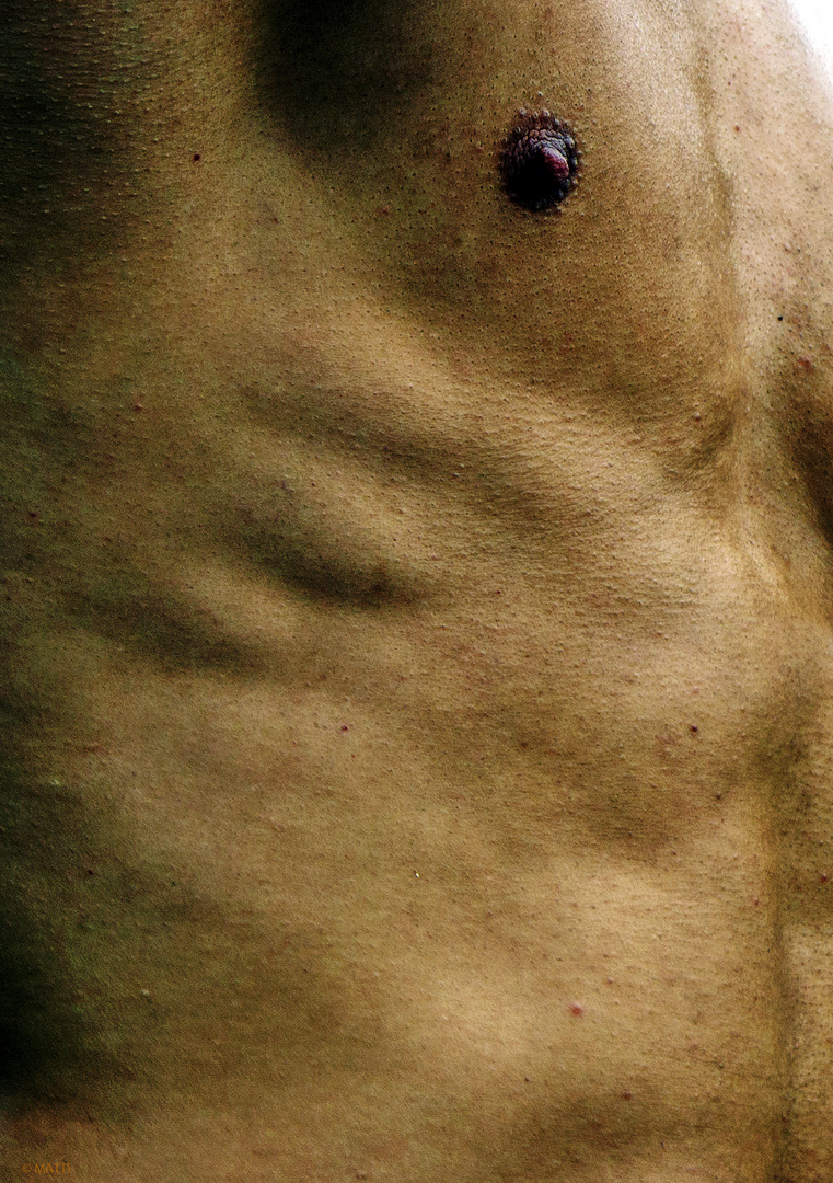 Torso