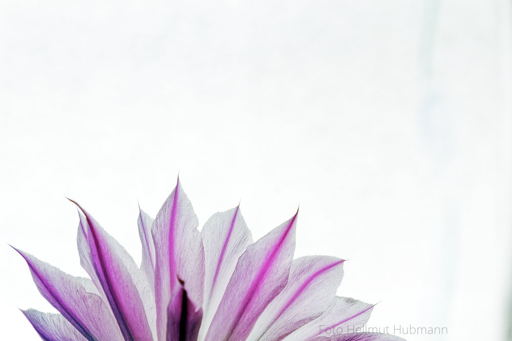 TORSO DER HINTEREN ANSICHT VON DER KAKTUSBLÜTE