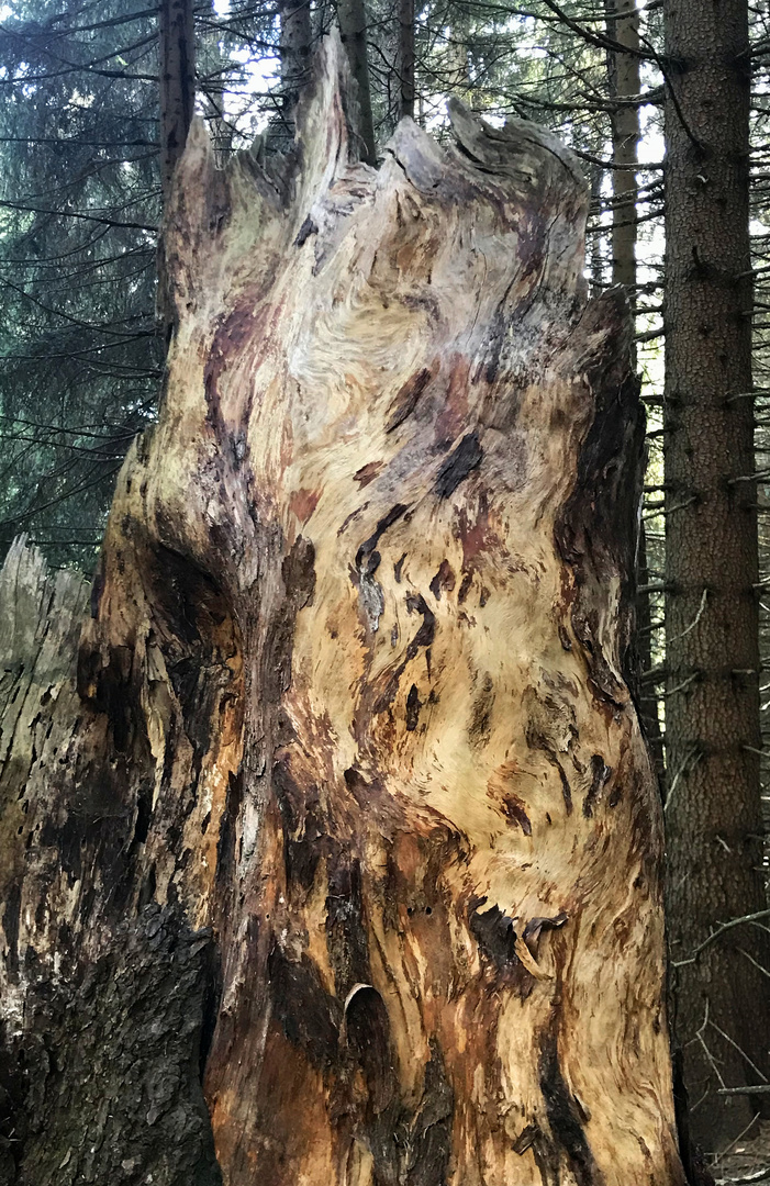 Torso im Wald