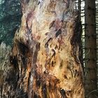 Torso im Wald