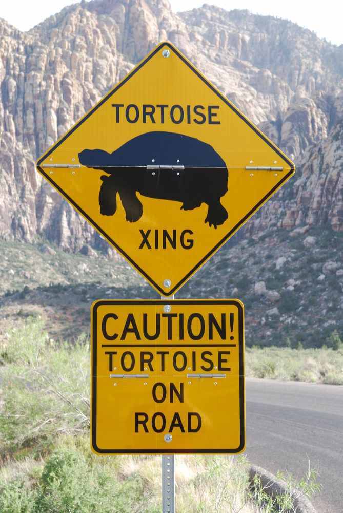 Tortoise