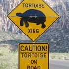 Tortoise