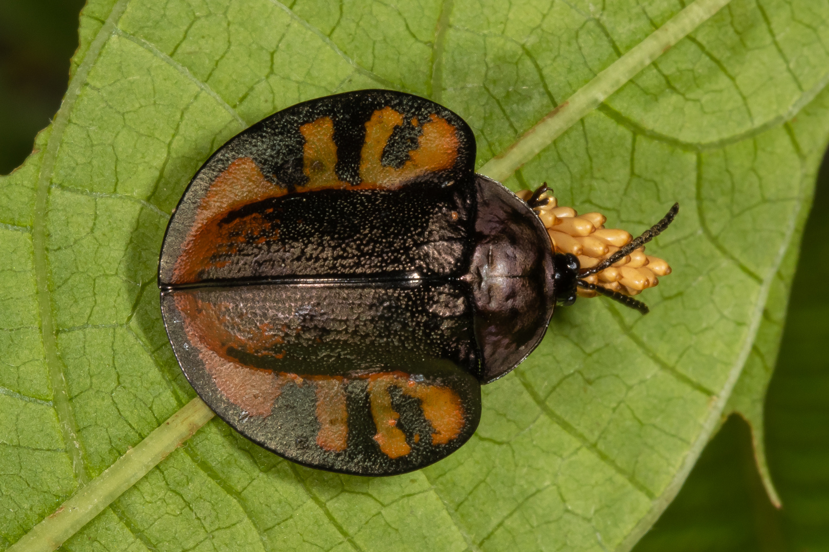 Tortoise Beetle (Omaspides collecta)