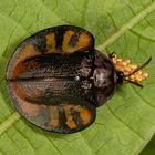 Tortoise Beetle (Omaspides collecta)