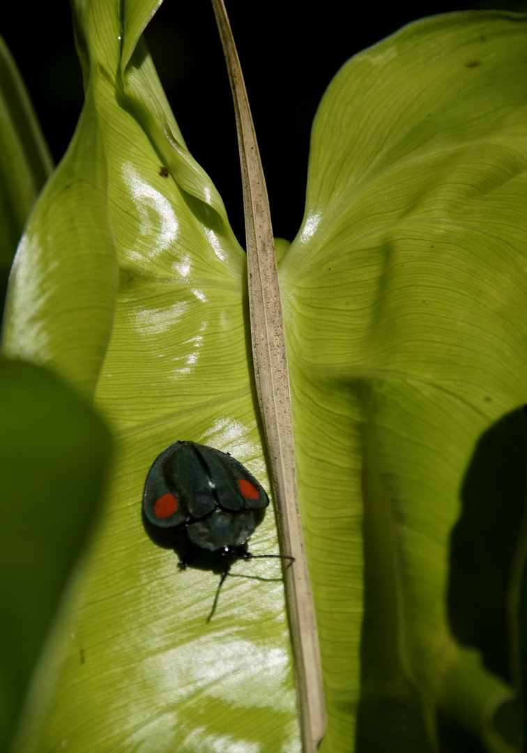 Tortoise Beetle ( Stolas cuculata )