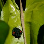 Tortoise Beetle ( Stolas cuculata )