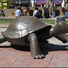 Tortoise - Copley Square - Boston