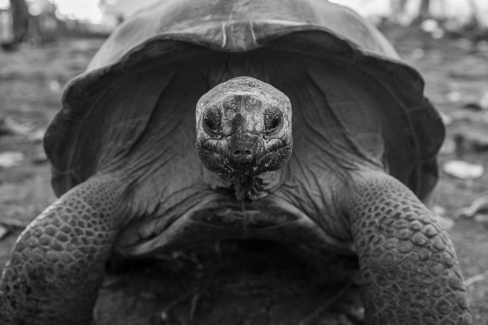 tortoise