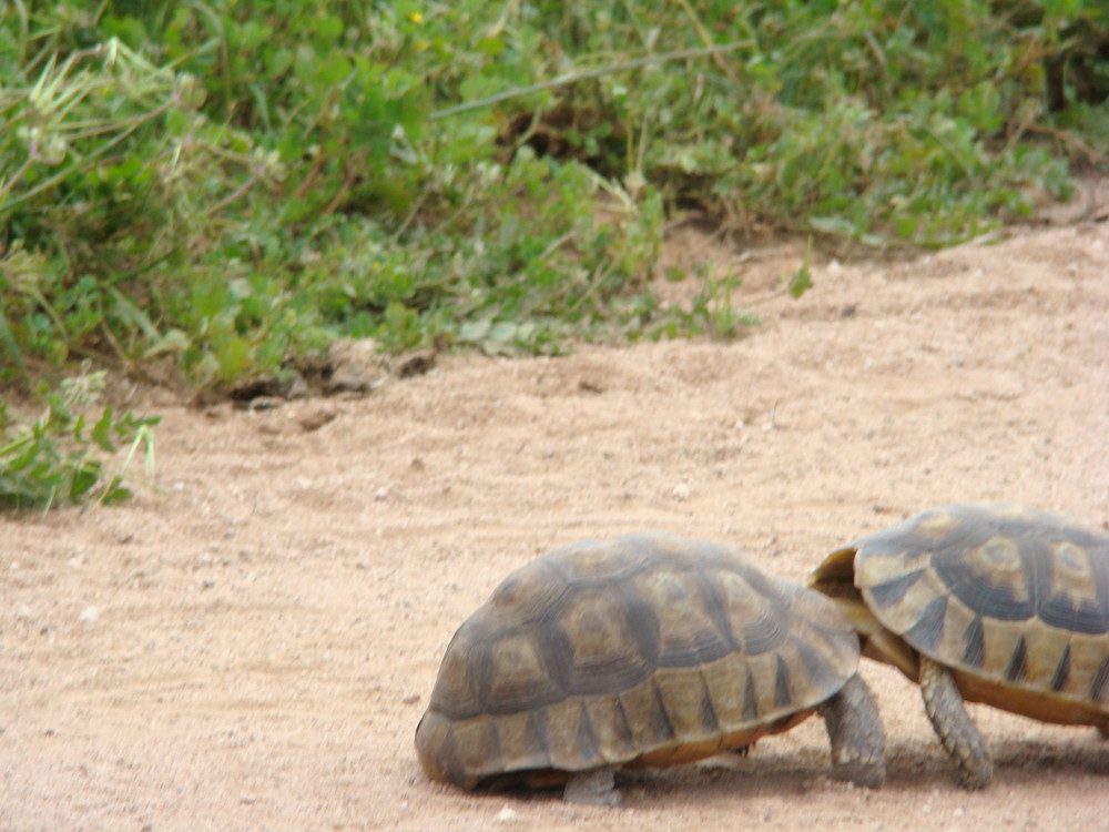 Tortoise fight