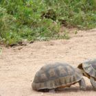 Tortoise fight