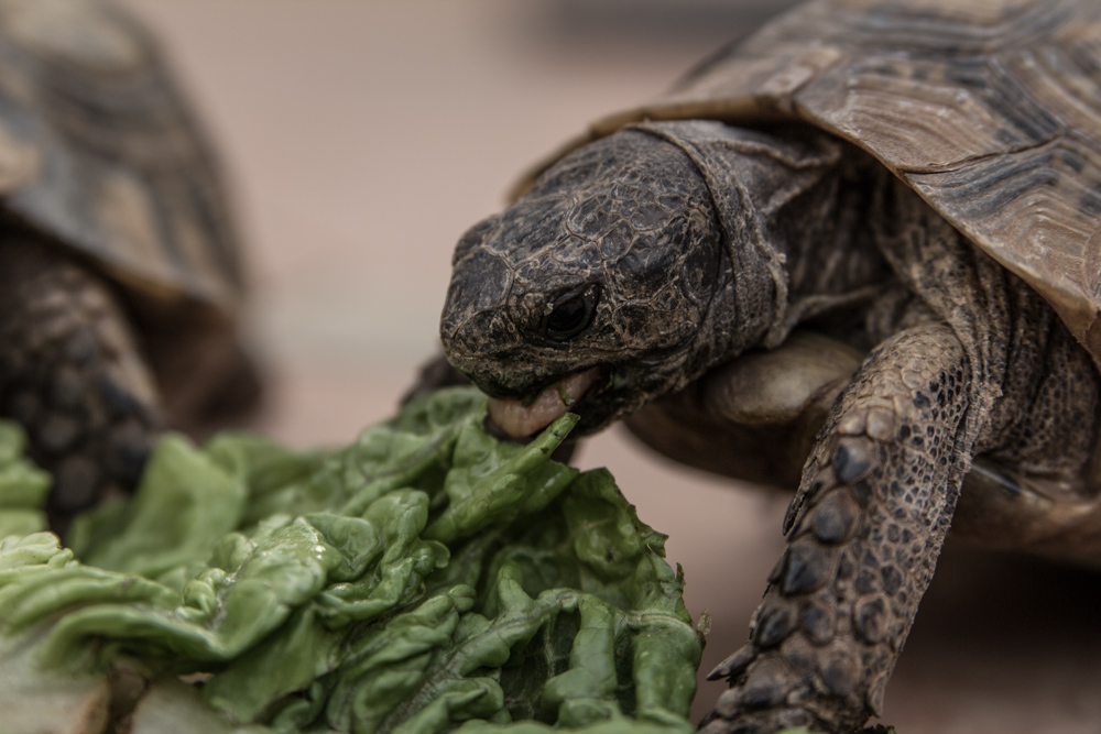 Tortoise in marocco