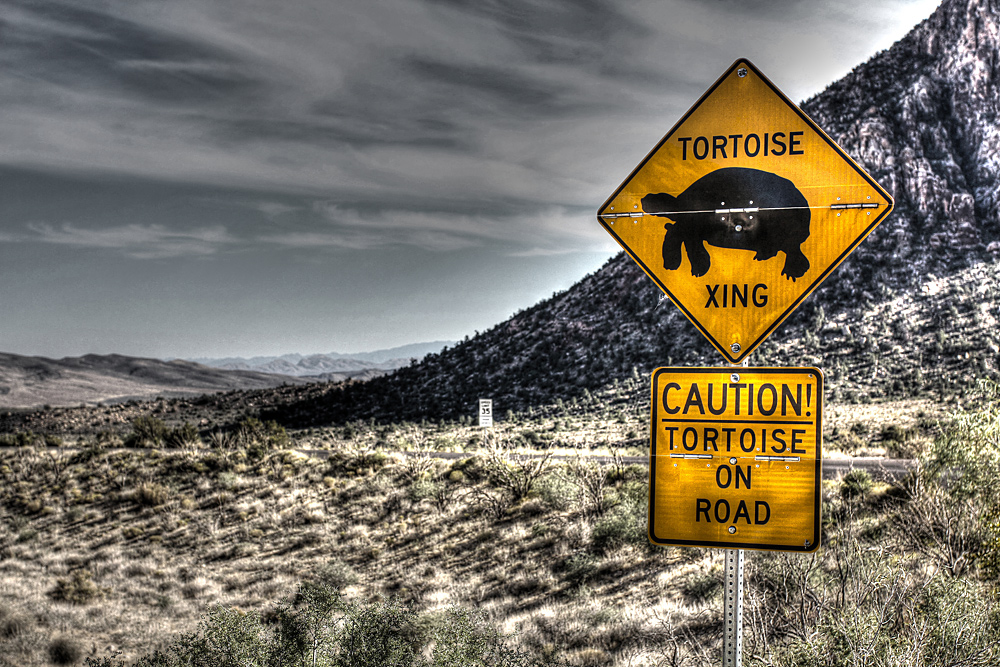 Tortoise Xing in Red Rock Canyon