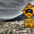 Tortoise Xing in Red Rock Canyon