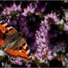 Tortoisehell butterfly