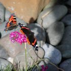 Tortoiseshell and Red Admiral