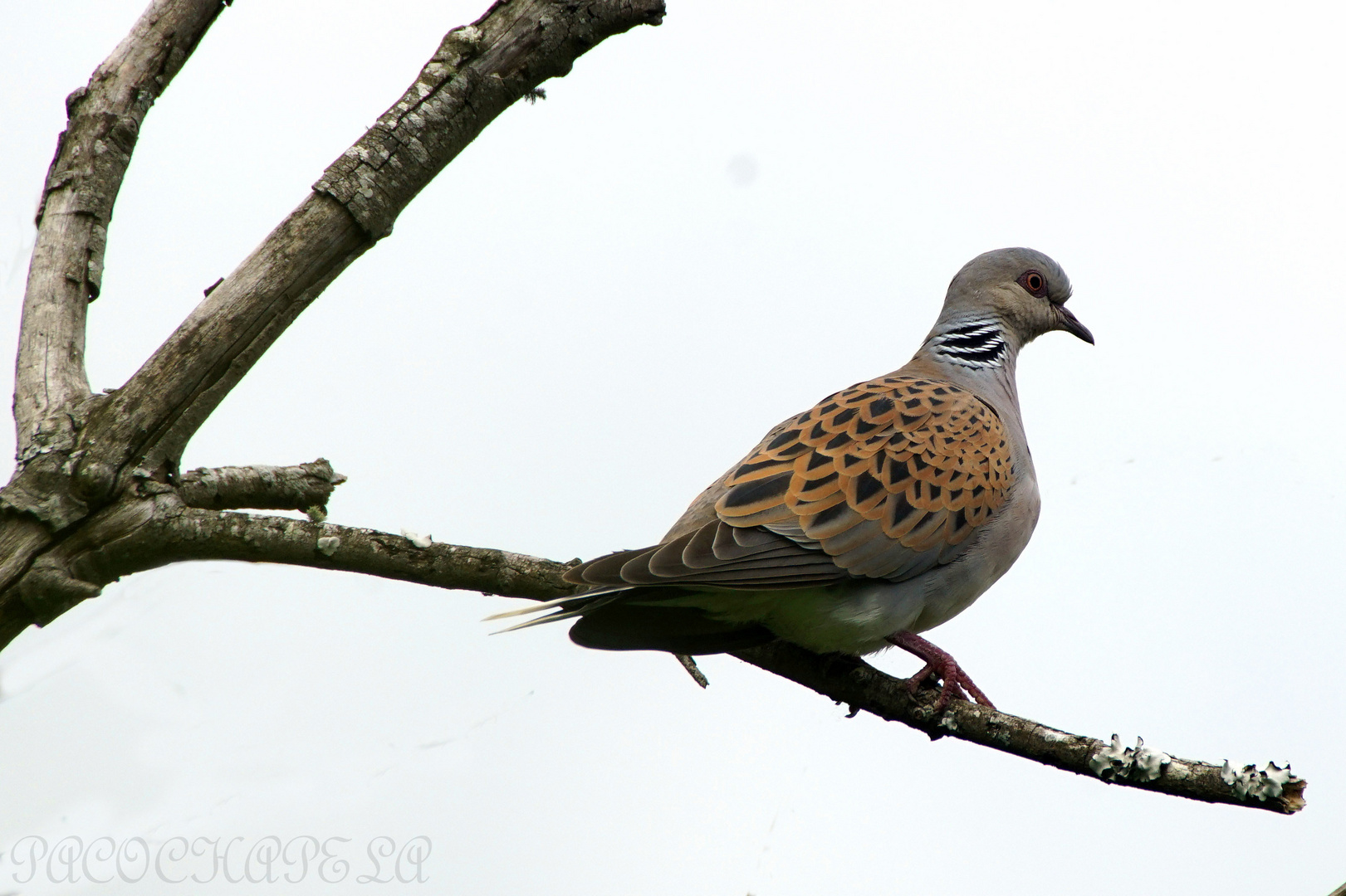 Tórtola europea