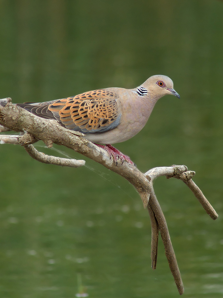 tortora africana