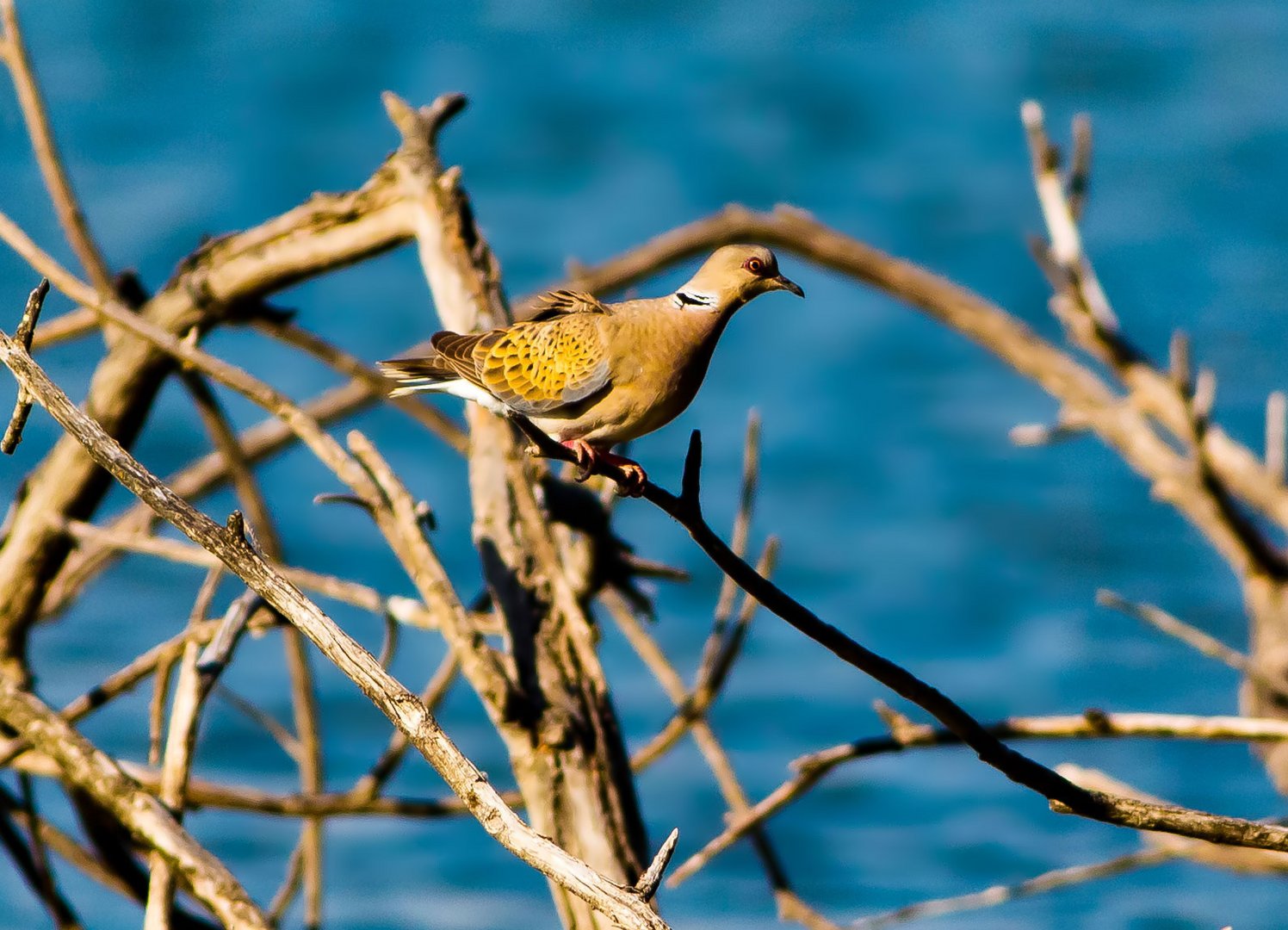 tortora africana