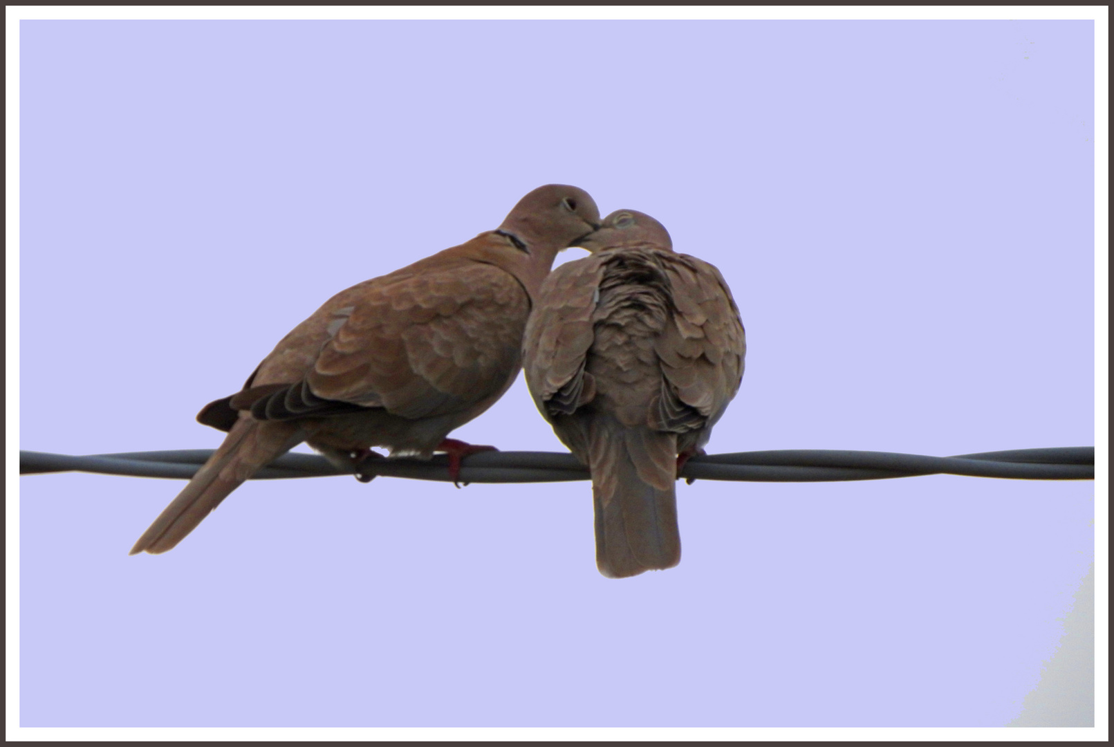 Tortore in coccole Foto Immagini fiori,piante,animali,