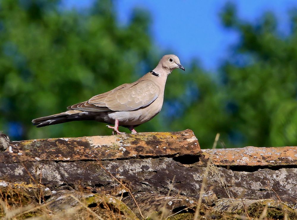 Tortorella.......................... Foto % Immagini| animali, uccelli allo  stato libero, animali allo stato libero Foto su fotocommunity