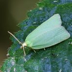 Tortrix viridana