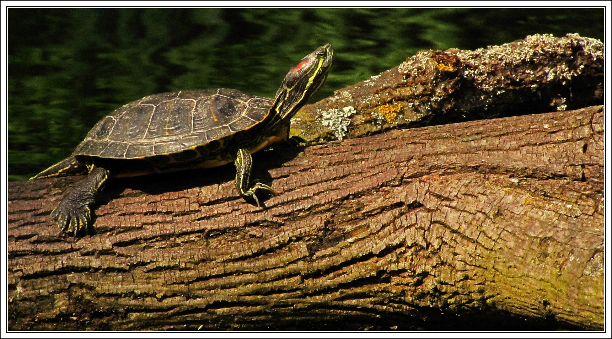 Tortue