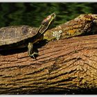 Tortue