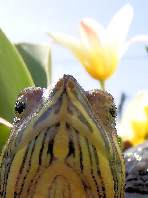 tortue