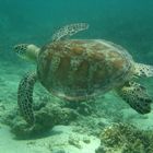 tortue à l'îlot Signal