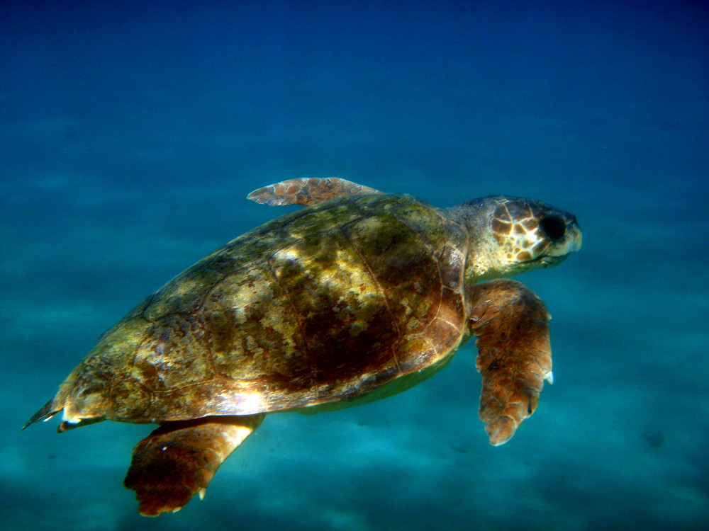 Tortue Careta Careta