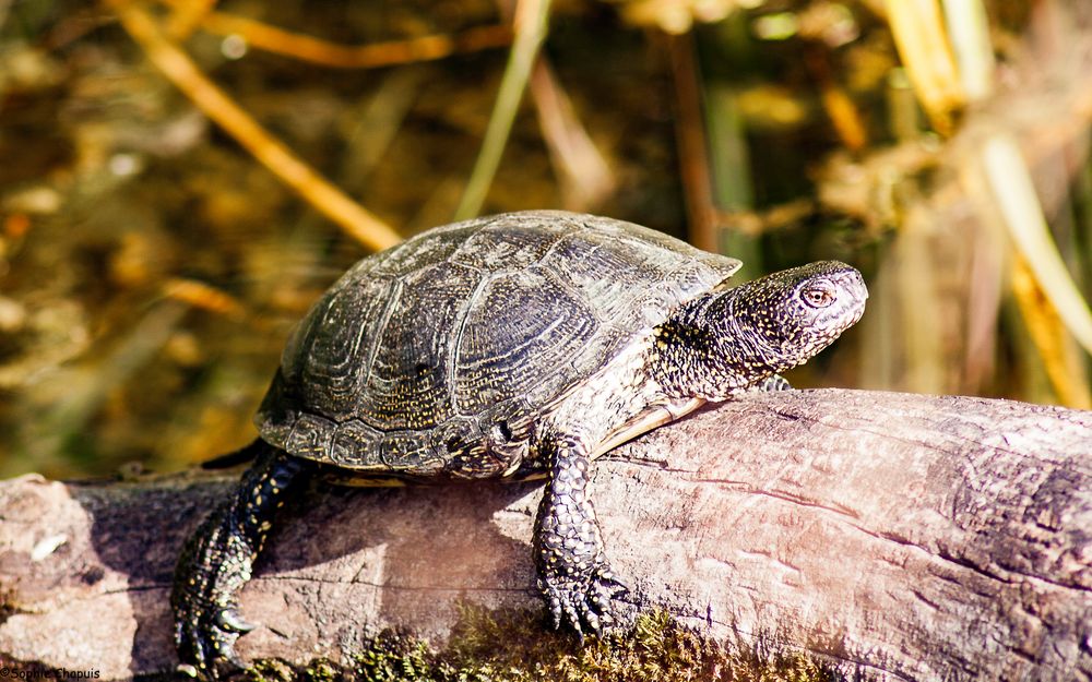 Tortue cistude