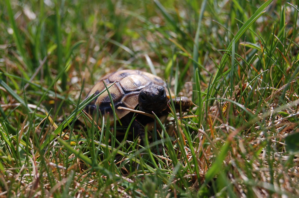 Tortue dans l'herbe