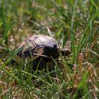 Tortue dans l'herbe