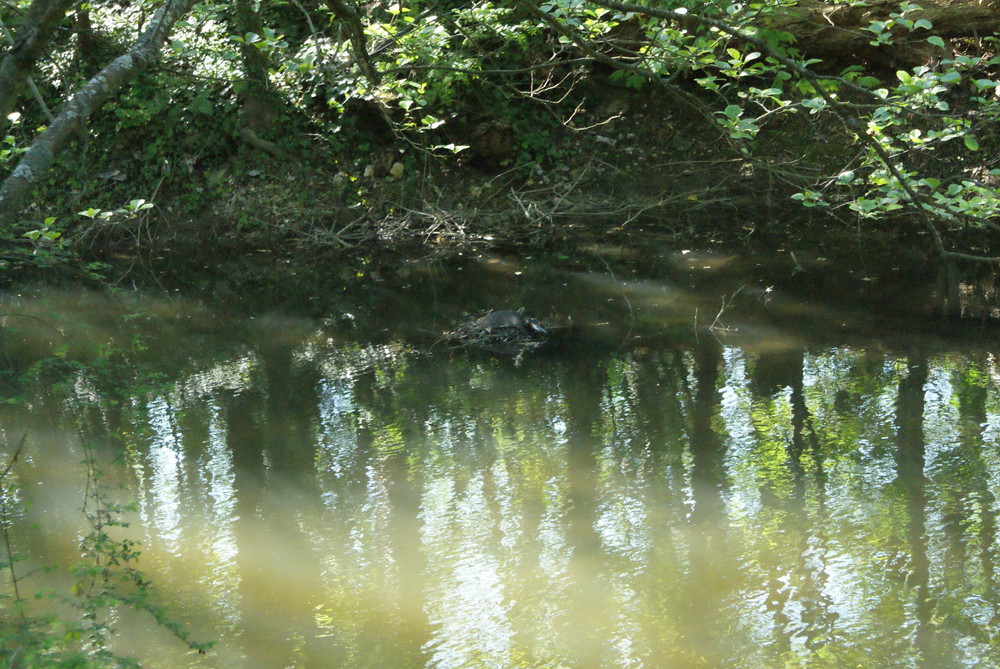 tortue de floride