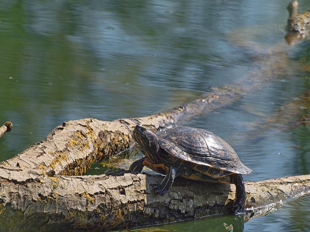 Tortue de floride