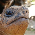 Tortue de l'ile Rodrigues