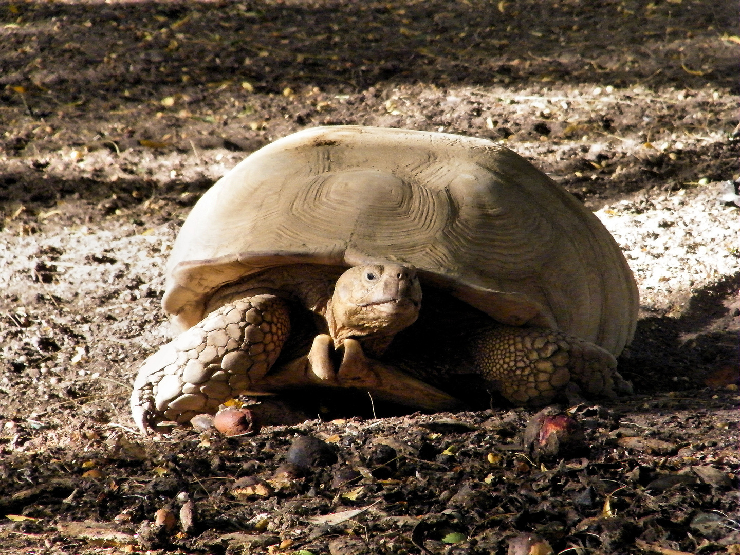 tortue de terre