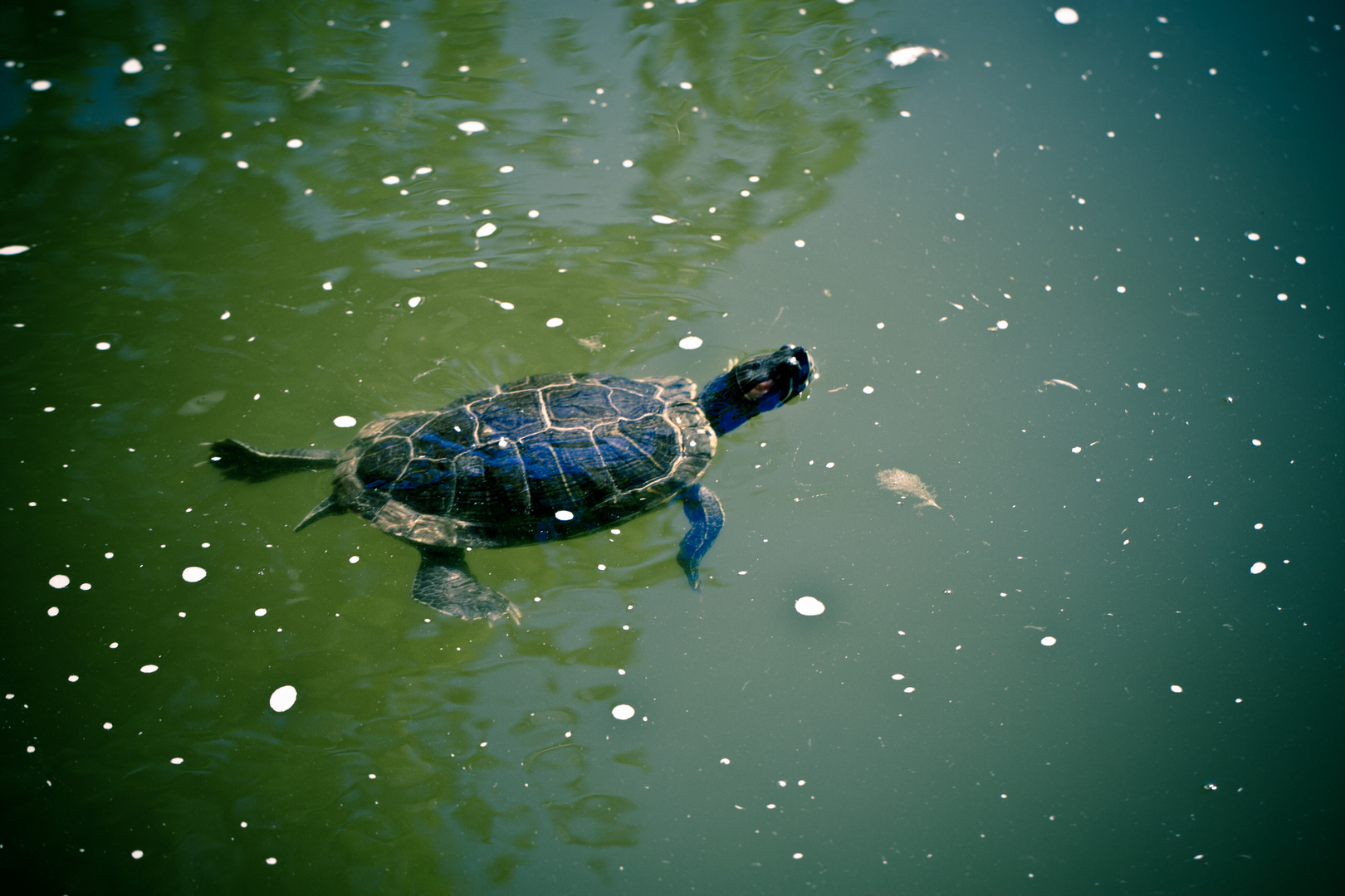 tortue d'eau