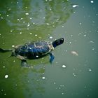 tortue d'eau