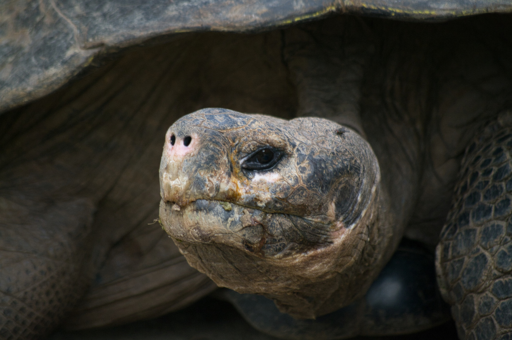 Tortue des galapagos